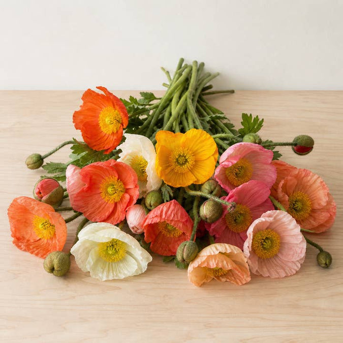 Fresh Hybrid Poppies product photograph