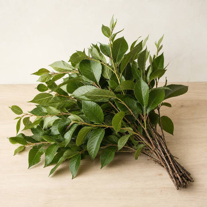 Fresh Cherry Foliage Branches product photograph