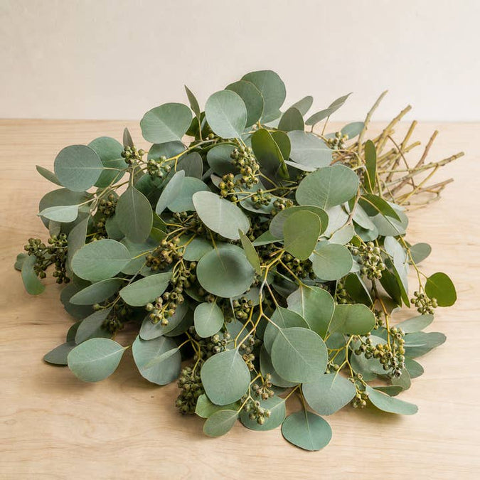 Fresh Seeded Eucalyptus Greenery product photograph