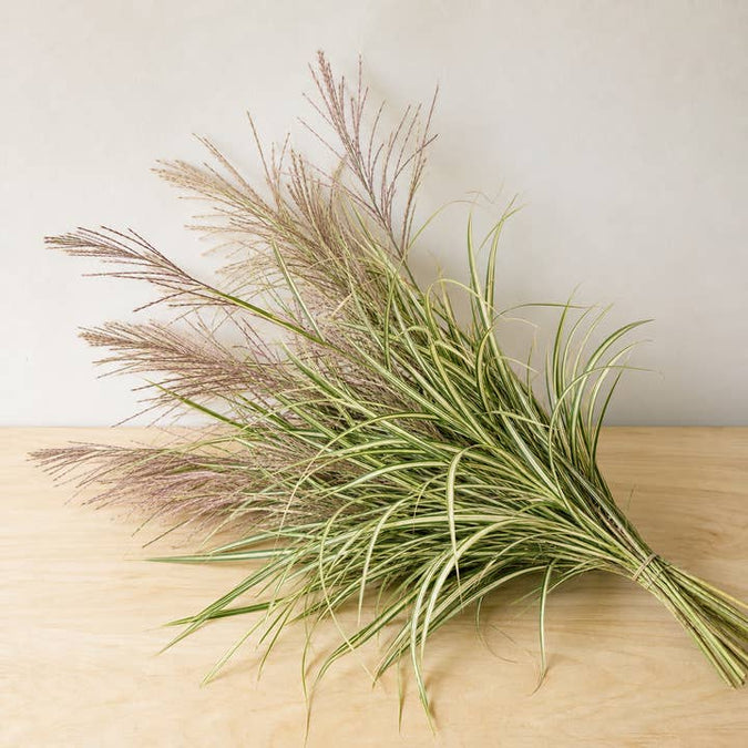 Fresh Variegated Miscanthus Grass product photograph