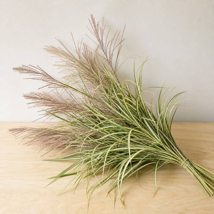 Fresh Variegated Miscanthus Grass product photograph
