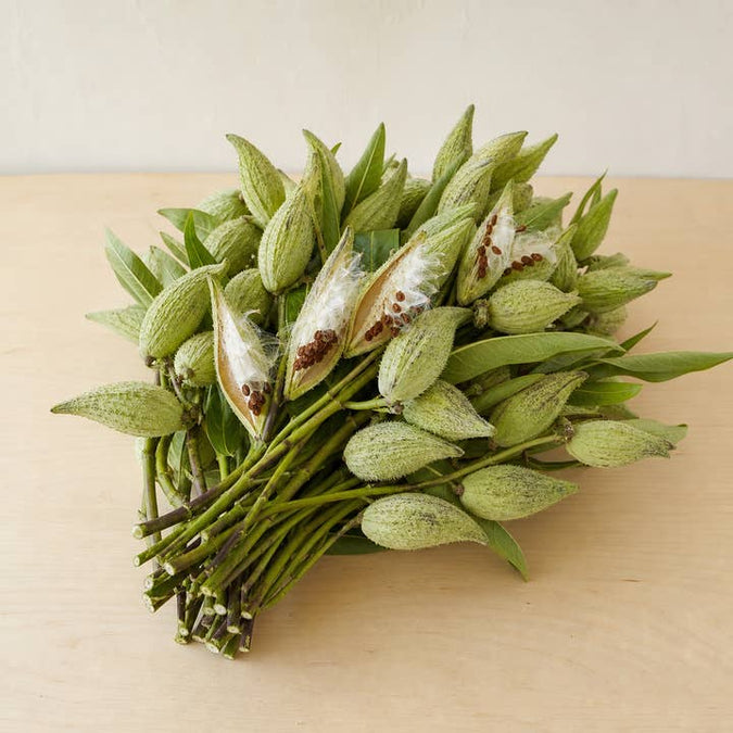 Fresh Milkweed Seed Pods product photograph