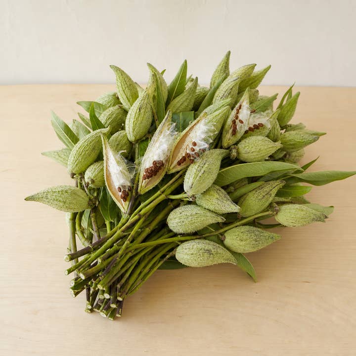 Fresh Milkweed Seed Pods product photograph