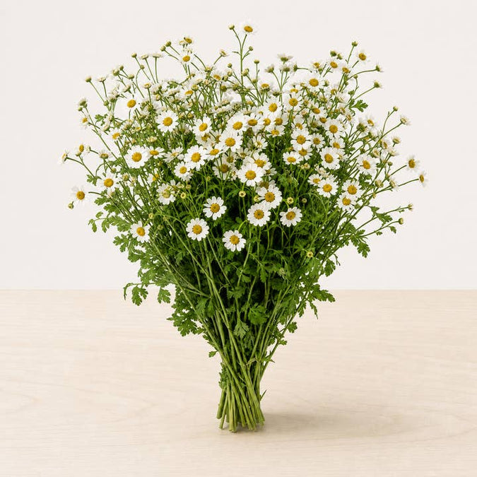Fresh White Feverfew Daisies product photograph
