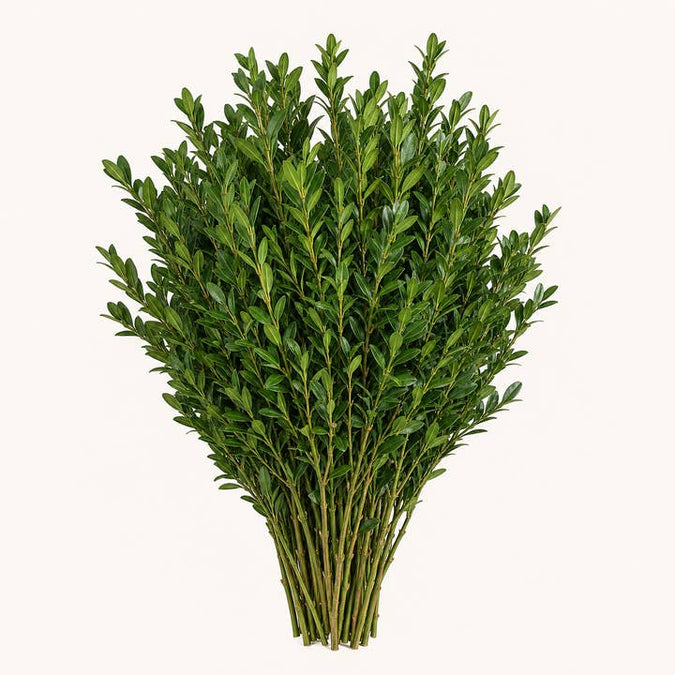 Fresh Boxwood product photograph