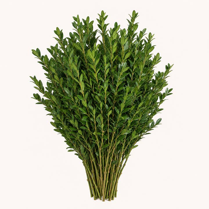 Fresh Boxwood product photograph