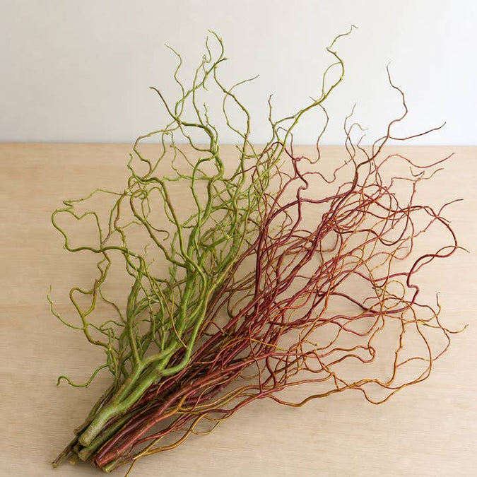 Fresh Green & Red Corkscrew Willow product photograph