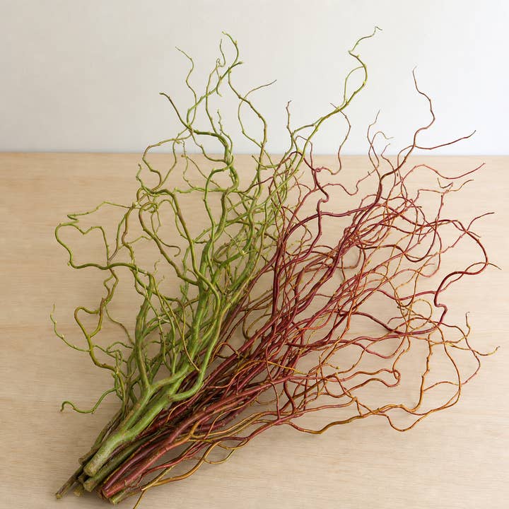 Fresh Green & Red Corkscrew Willow product photograph