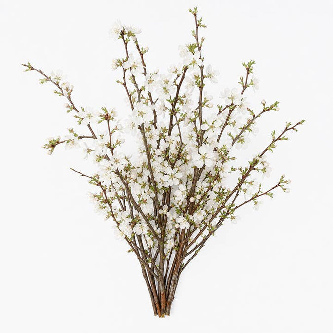Fresh White Flowering Almond product photograph