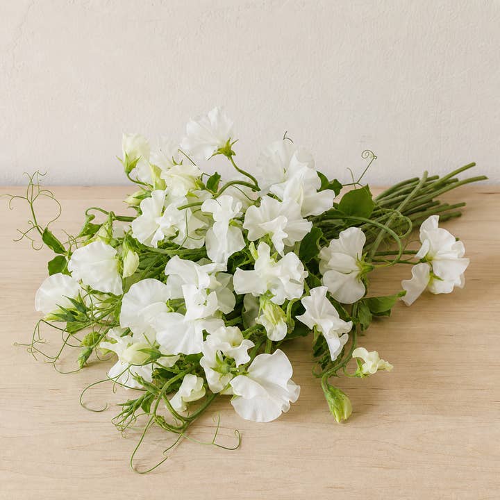 Fresh White Sweet Pea Vine product photograph