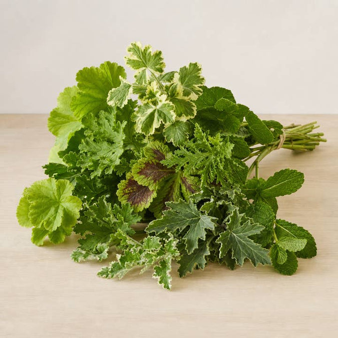 Fresh Scented Geranium Foliage Assortment product photograph