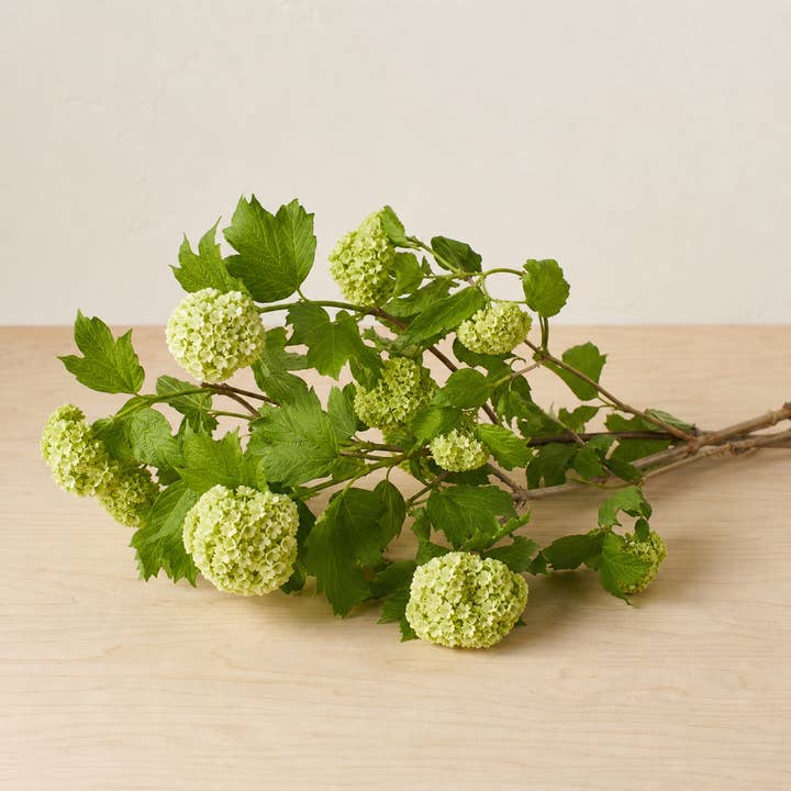 Fresh Viburnum Branches product photograph