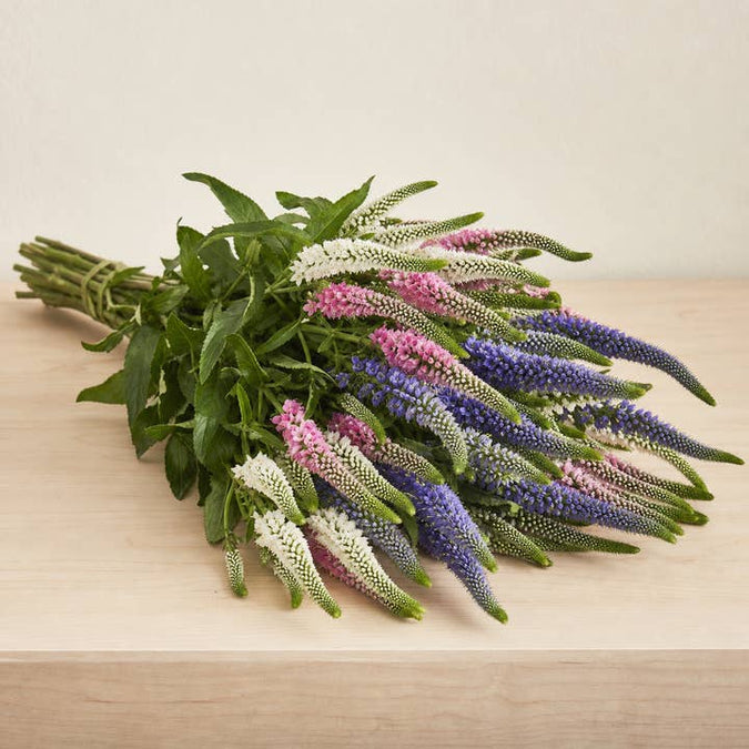 Fresh Blue, Pink & White Veronica product photograph
