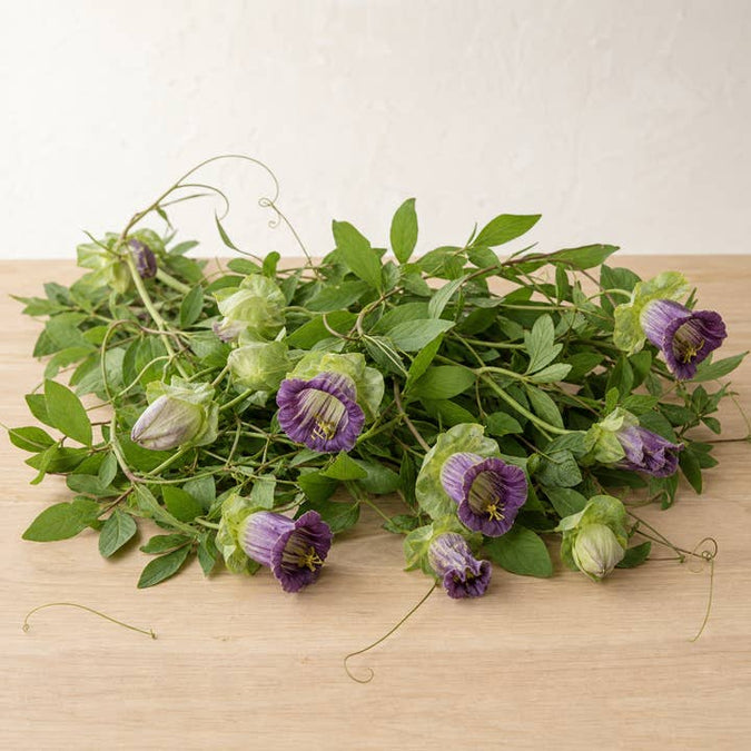 Fresh Cup-and-Saucer Vine product photograph