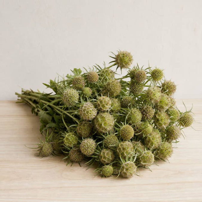 Fresh Pincushion Flower Seed Pods product photograph