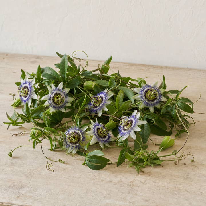 Fresh Passionflower Vine product photograph