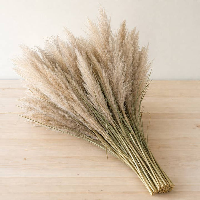Fresh Pampas Grass product photograph