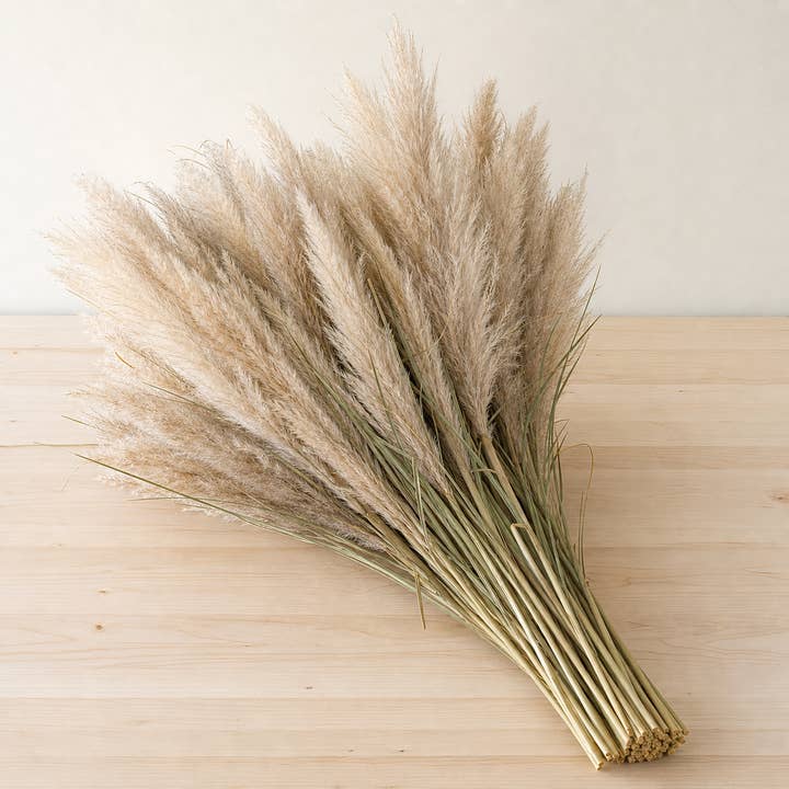 Fresh Pampas Grass product photograph