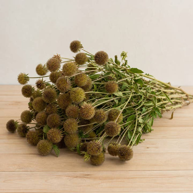 Fresh Blanket Flower Seed Pods product photograph