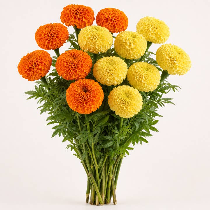 Fresh Orange and Light Yellow Marigolds product photograph