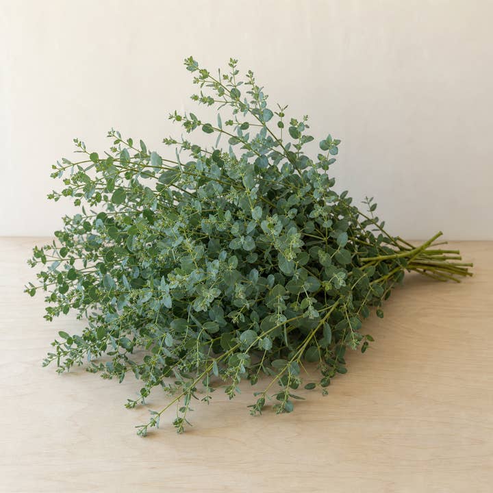 Fresh Small-Leaf Eucalyptus Greenery product photograph