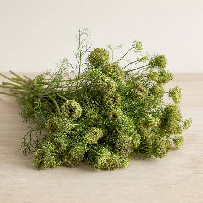Fresh Queen Anne's Lace Seed Pods product photograph