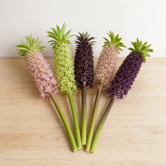 Fresh Blush, Green & Purple Pineapple Lilies product photograph