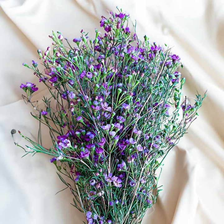 Fresh Pink and Purple Waxflower product photograph