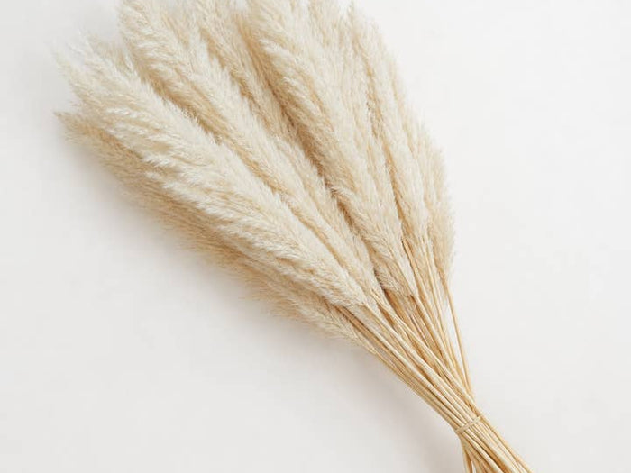 Bleached Pampas Grass product photograph
