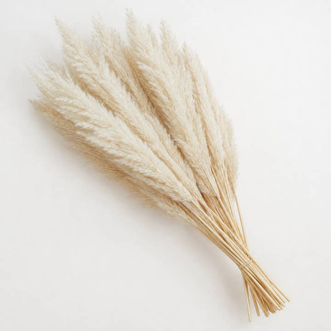 Bleached Pampas Grass product photograph