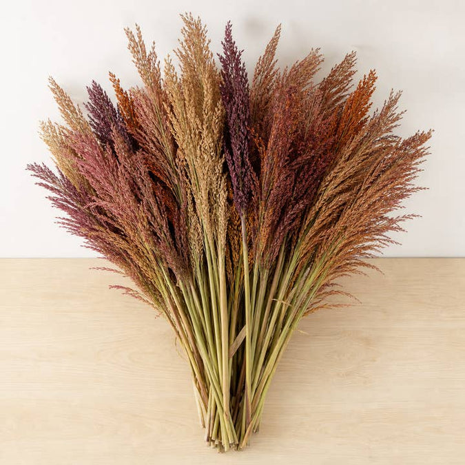 Fresh Broom Corn product photograph