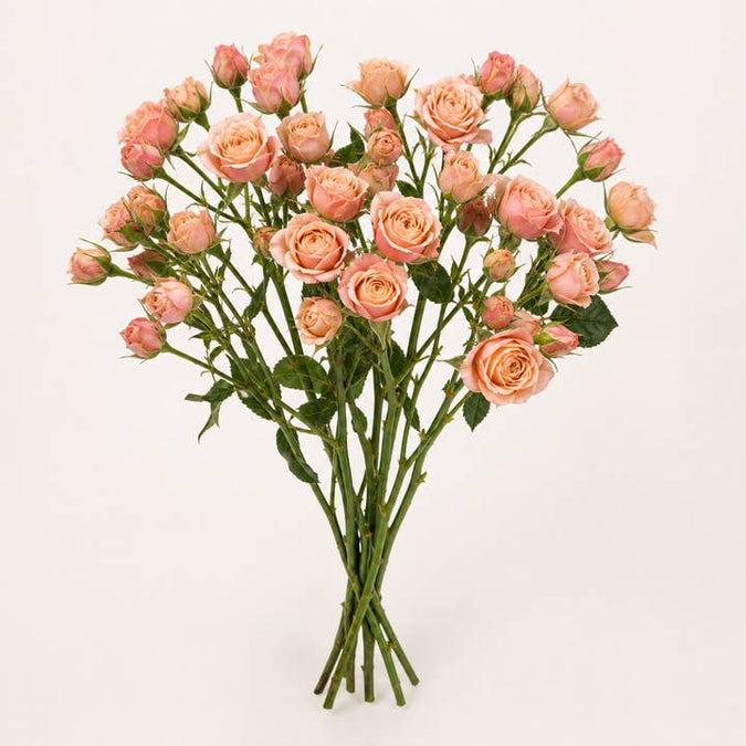 Fresh Peach Ilse Spray Roses product photograph