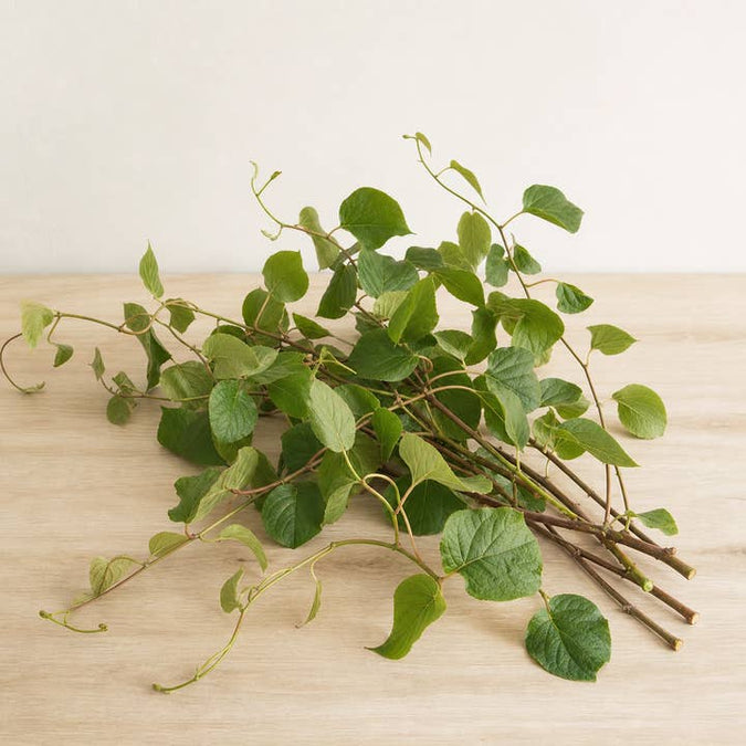 Fresh Kiwi Vine product photograph