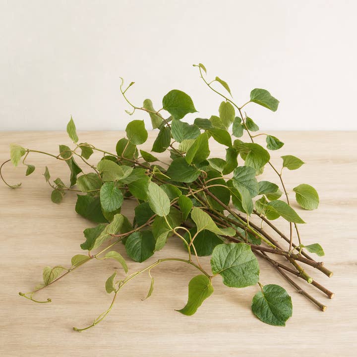Fresh Kiwi Vine product photograph