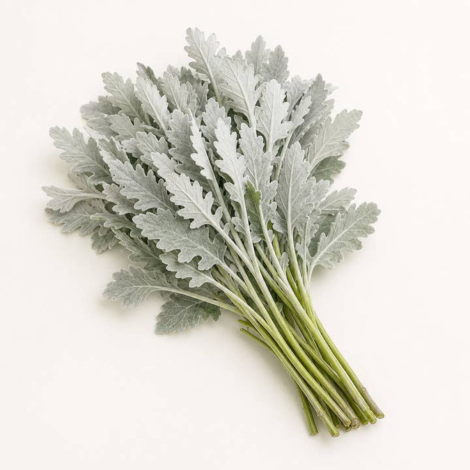 Fresh Dusty Miller product photograph