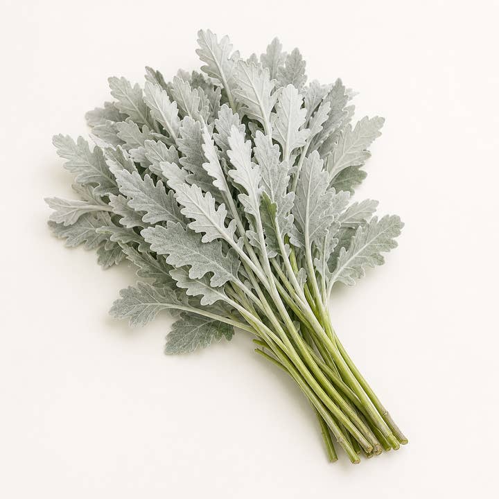 Fresh Dusty Miller product photograph