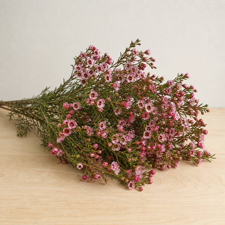 Fresh Pink Wax Flower product photograph