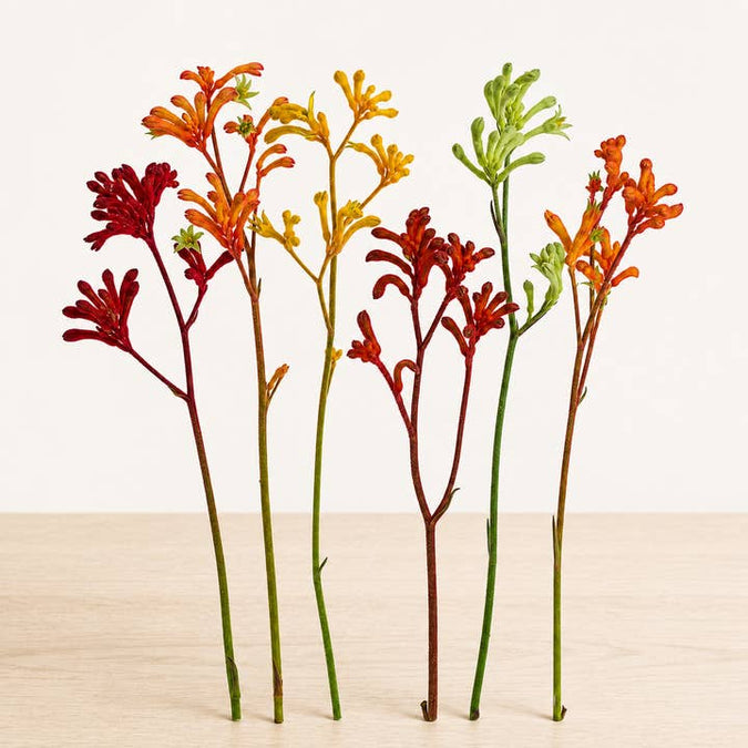 Fresh Kangaroo Paw product photograph