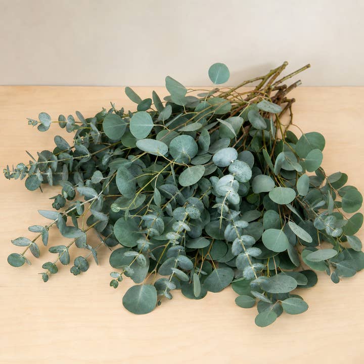 Fresh True Blue Eucalyptus Greenery product photograph