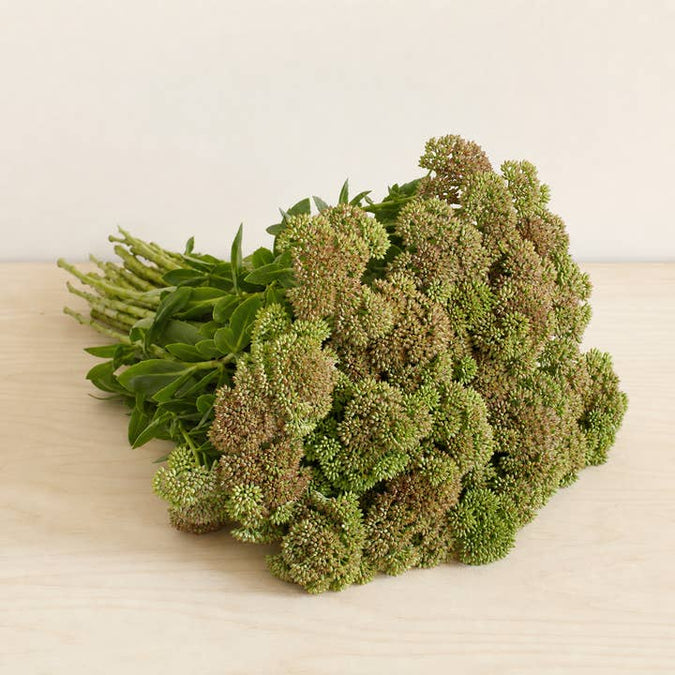 Fresh Green & Brown Stonecrop product photograph