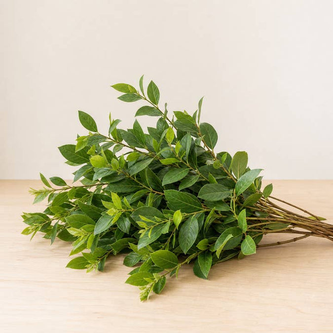 Fresh Salal Tips (Lemon Leaf) product photograph