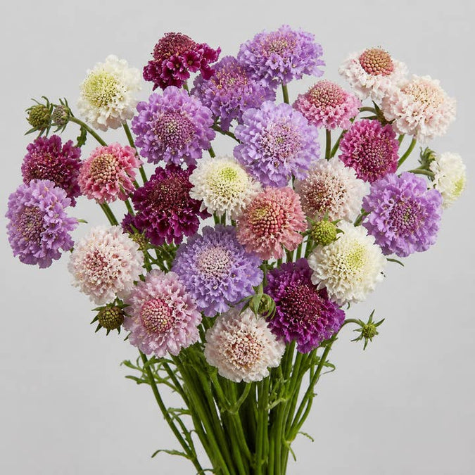 Fresh Scabiosa Scoop Pincushion Flowers product photograph