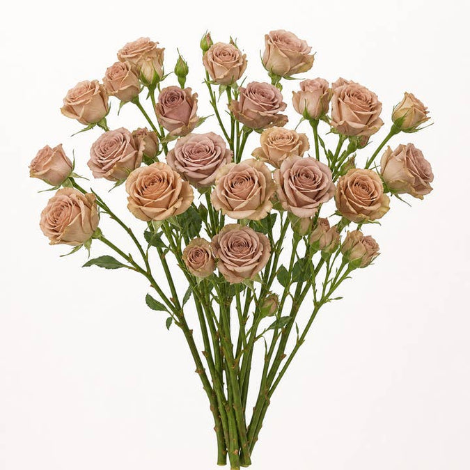 Fresh Caffe Latte Spray Roses product photograph
