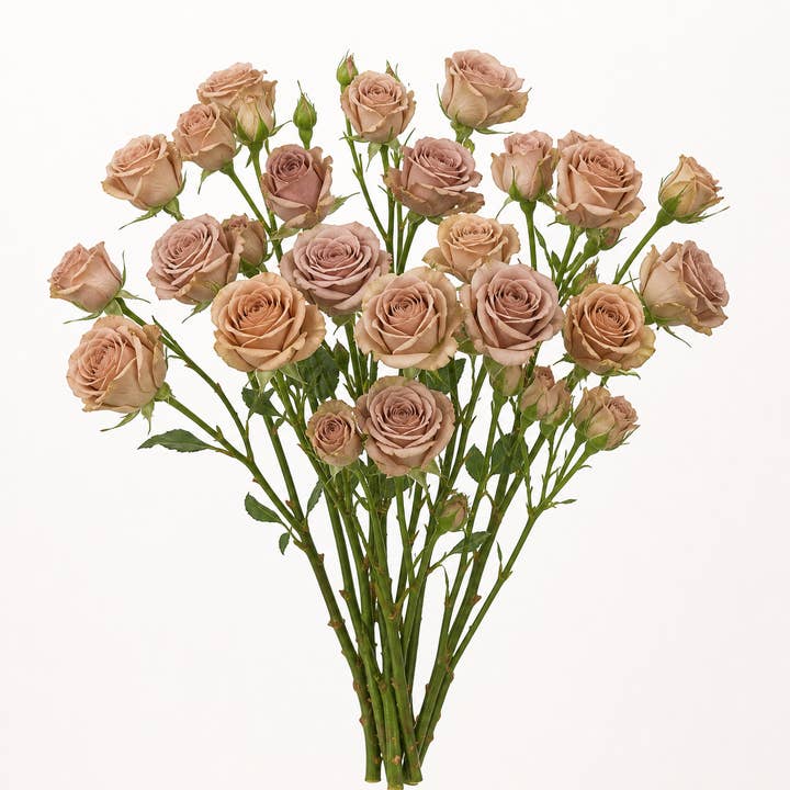 Fresh Caffe Latte Spray Roses product photograph