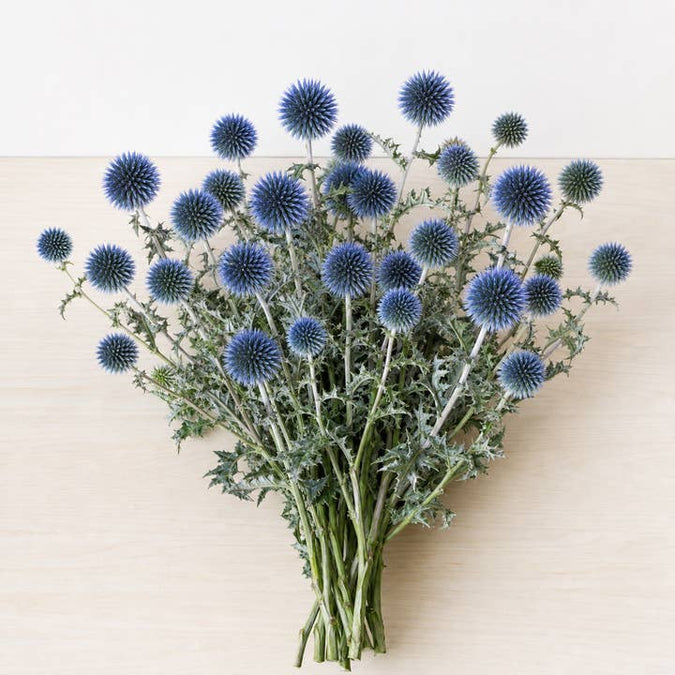Fresh Globe Thistle product photograph