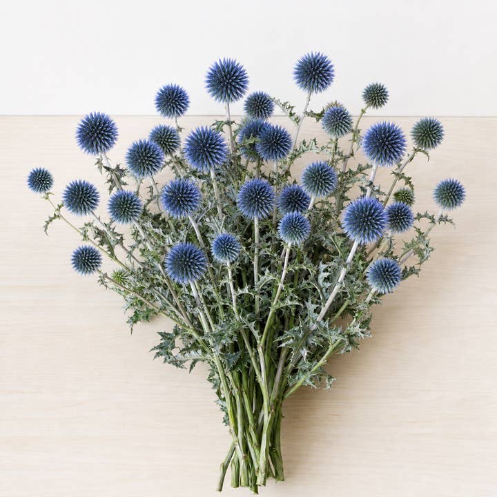 Fresh Globe Thistle product photograph