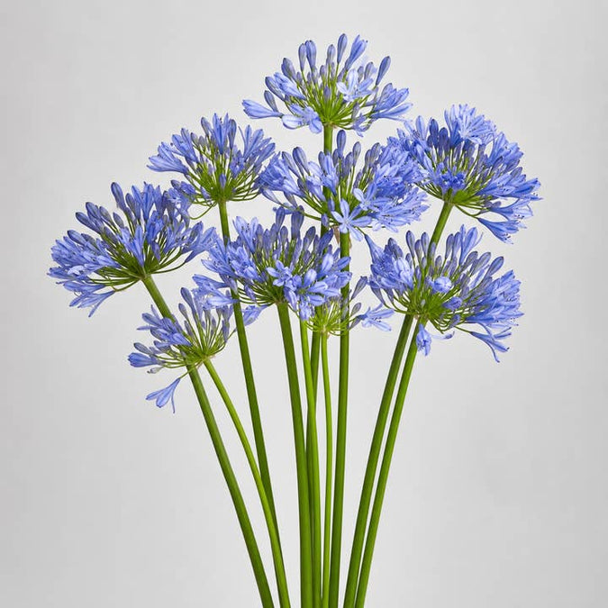 Fresh Blue Lily of the Nile product photograph