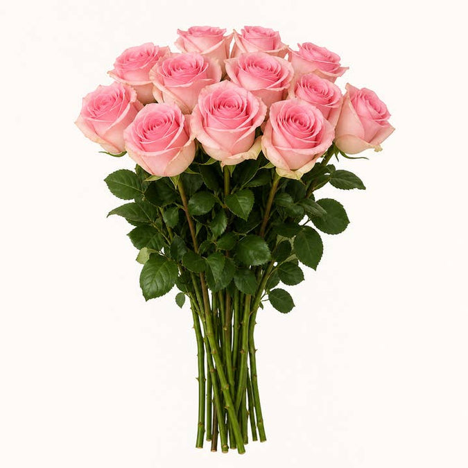 Fresh Hermosa Roses product photograph