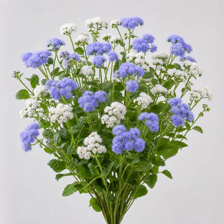 Fresh Blue & White Floss Flowers product photograph