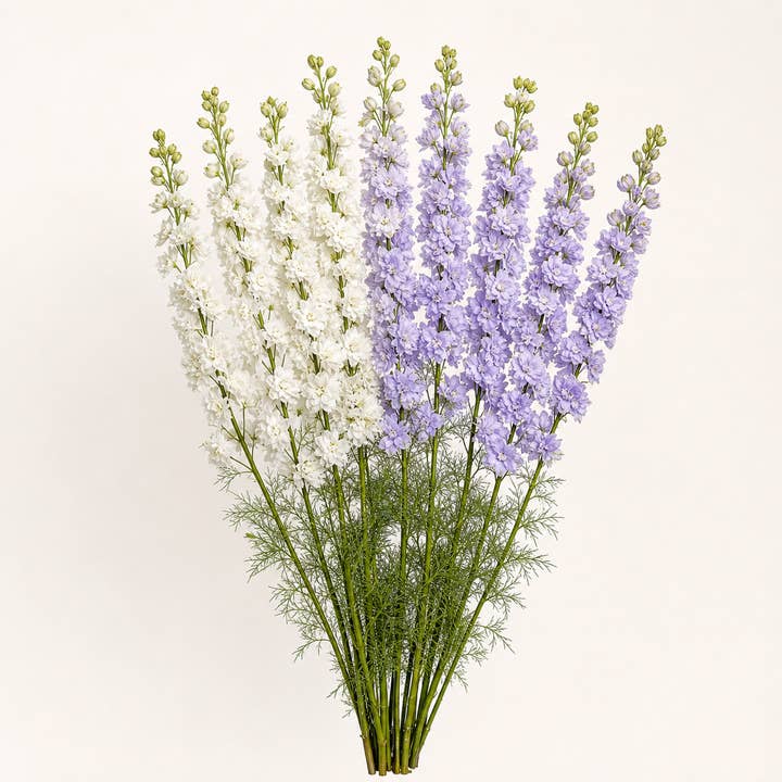 Fresh White & Lavender Larkspur product photograph